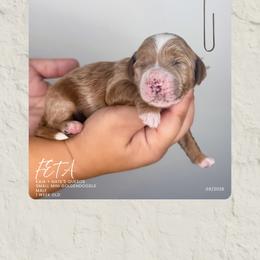 Feta - Parti female Goldendoodle puppy in Garden Grove, California from Sunkissed Doodles