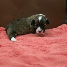 Roxy - Sable female Pembroke Welsh Corgi puppy in Charleroi, Pennsylvania from Twilight Hollow Corgis