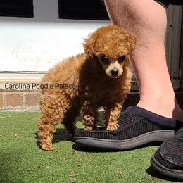 Poodle Puppies from Carolina Poodle Palace