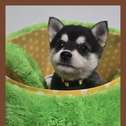 Brown - Black and white male Alaskan Klee Kai puppy in Naples, Idaho from Kootenai Valley Klee Kai