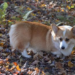 Dachshund and Pembroke Welsh Corgi All Grown Up from Kendaline Kennels