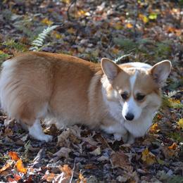 Dachshund and Pembroke Welsh Corgi All Grown Up from Kendaline Kennels