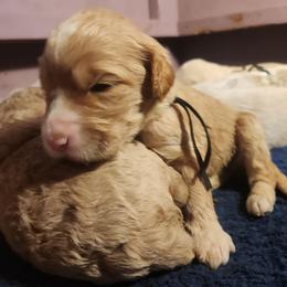 Orlando - black colar - Gold male Labradoodle puppy in Fostoria, Michigan from North Country Kennel Club