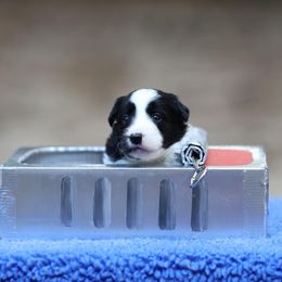 Anchovy - Black Border Collie puppy in South Carolina from Blackbird Kennels