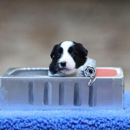 Anchovy - Black Border Collie puppy in South Carolina from Blackbird Kennels