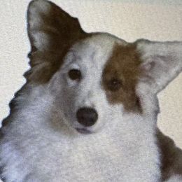 Pembroke Welsh Corgis from Bestfurends