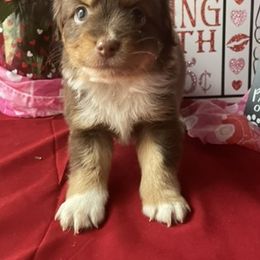 Miniature Australian Shepherd and Toy Australian Shepherd Puppies from Autumn & Colt’s Aussies