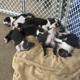 Boston Terrier Puppies from Kelly Homeyer