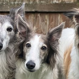 Silken Windhounds from Reverie Silken Windhounds