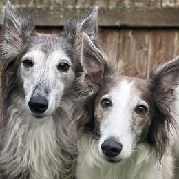 Silken Windhounds from Reverie Silken Windhounds
