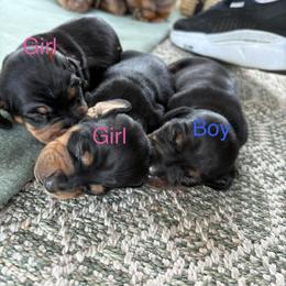 Dachshund Puppies from Michelle’s Dachshund Darlings