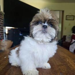 Ben - Brindle male Shih Tzu puppy in Stroudsburg, Pennsylvania from Puppyville Pa Shih Tzu & frenchies