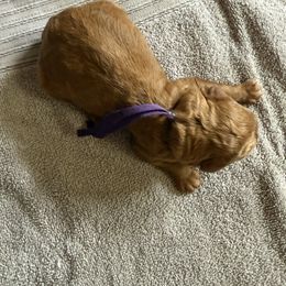 Flurry - Red  female Poodle puppy in Mount Vernon, Illinois from AMC Poodles