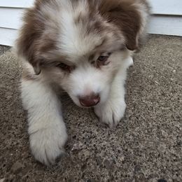 Australian Shepherd Puppies from Starlit Grove Australian Shepherds
