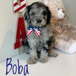 Goldendoodle Puppies from Ivie Mountain Doodles