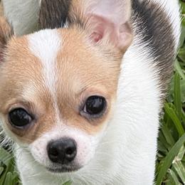 Chihuahuas, Cockapoos, Cocker Spaniels, and Poodles from Camic Cockapoos