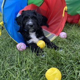 Bernedoodle Puppies from Doggy Darlins