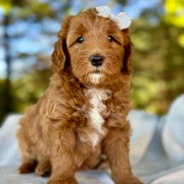 Gray - Red  female Goldendoodle puppy in Hesperia, Michigan from Red Acres Poodles & Doodles