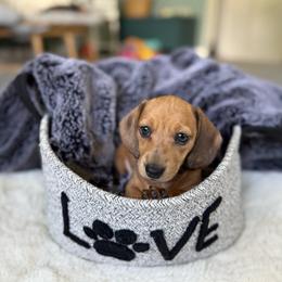 Cora - Dapple female Dachshund puppy in Toledo, Illinois from Mountjoy Dachshunds