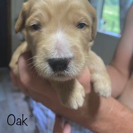 Goldendoodle Puppies from The Poodle Plantation