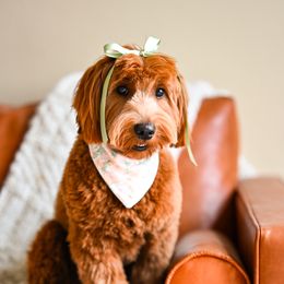 Lucy - Goldendoodle