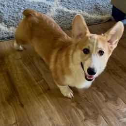Sunny - Red male Pembroke Welsh Corgi puppy in Riverside, California from Corgipuppystore