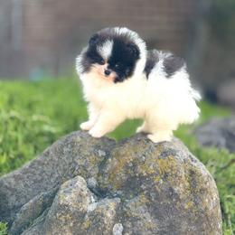 Lenard - Tri-colored male Pomeranian puppy in Stockton, California from Pommiepalace