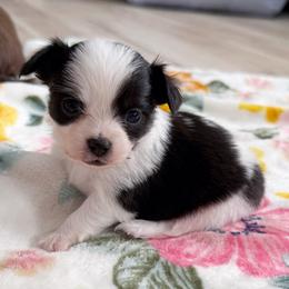 Axel - Black and tan male Chihuahua puppy in Harrison, Michigan from Cloud9 Chihuahuas