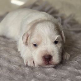 Frost - Wheaten male Miniature Schnauzer puppy in Magalia, California from NorCal Schnauzers