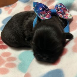 Shih Tzu Puppies from Liz Shih Tzu Cuties