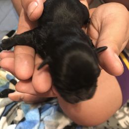 Girl 1 - Pug puppy in Deer River, Minnesota from Mother Mule Kennels