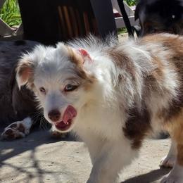 Eros - Red merle male Miniature Australian Shepherd puppy in Dalhart, Texas from RNL Family Raised Pups