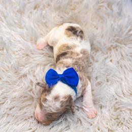 Twix - Chocolate merle male Bernedoodle puppy in Richmond, Texas from Harper’s Heartbeats