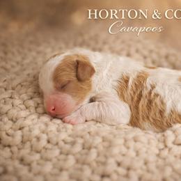Birch - Apricot male Cavapoo puppy in Theodore, Alabama from Horton & Co. Cavapoos