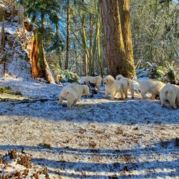 Golden Retriever Puppies from Hoekema Homestead Goldens