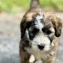 Girl 1 - female Barbado da Terceira puppy in Frederick, Maryland from New World Barbado da Terceira