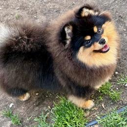 Raven - Pomeranian