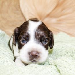 Cooper - Brown and white male Cockapoo puppy in Rattan, Oklahoma from Double M Cocker Spaniels