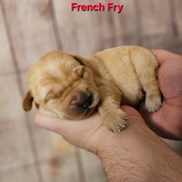 French Fry - Yellow male Labrador Retriever puppy in Louisville, Kentucky from Tsuki Labradors