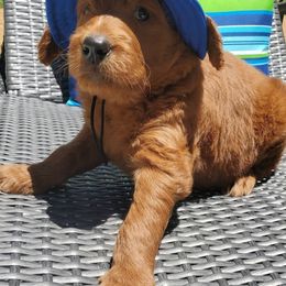 Goldendoodle Puppies from Rustic Road Doodles