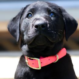 Labrador Retrievers from Muletown Labradors
