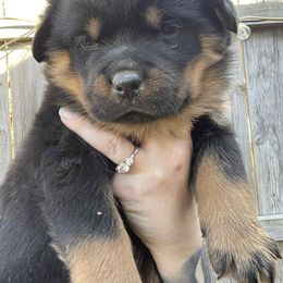 Pink girl - Black and tan female Rottweiler puppy in Industry, Illinois from KDKs Kennels