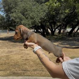 Shaded Red Wirehair Male - Red male Dachshund puppy in Killeen, Texas from Southern Dachshunds