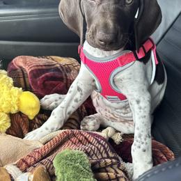 German Shorthaired Pointer Puppies from TTR GSP TopDog Kennels