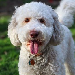 Zara - Goldendoodle