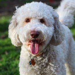 Zara - Goldendoodle