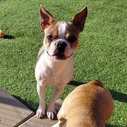 Sugar - Lilac female Boston Terrier puppy in Star, North Carolina from Meatloaf's Bostons Family