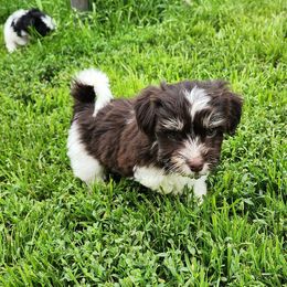 Havanese Puppies from Hoku Havanese