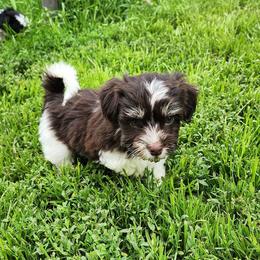Havanese Puppies from Hoku Havanese