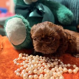 Theodore - Chocolate male Shih Tzu puppy in Wilkesboro, North Carolina from Frannie and Annie Shih Tzu Babies
